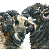 Badger faced sheep