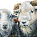 Herdwick sheep