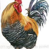 Colourful Cockerel