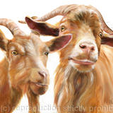 Golden Guernsey Goats