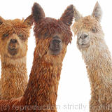 Alpacas