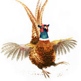 Dancing Pheasant
