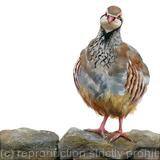 Partridge