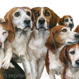 Beagle pack