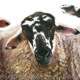 Three Gritstone Sheep