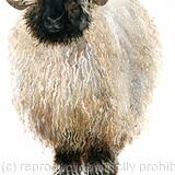 Valais Sheep