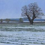 Lone Oak, Winter  Stibbard