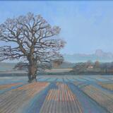 Lone Oak, sunrise Stibbard