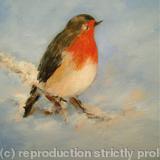 Robin Redbreast in the Snow