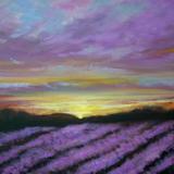 Lavender Sunset