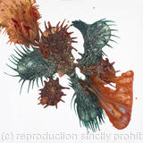 Order out of Chaos # 5 Neurones