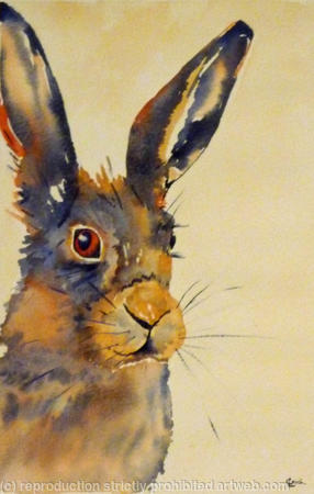 spring hare