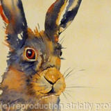 spring hare