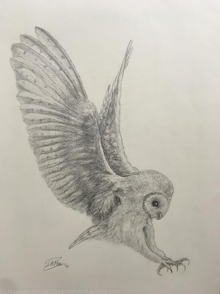 Study of Barn Owl (2018)