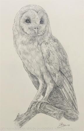 Study of Barn Owl (2018)