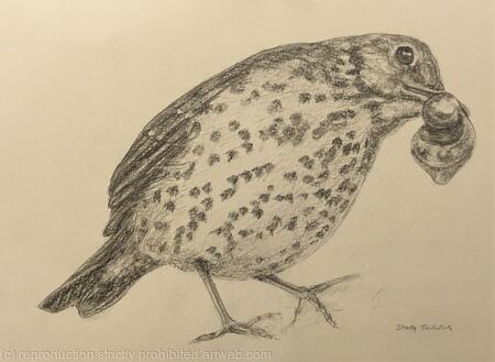 Study for Song Thrush (2018)