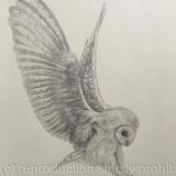 Study of Barn Owl (2018)