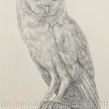 Study of Barn Owl (2018)