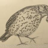 Study for Song Thrush (2018)