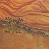 Autumn, detail of painted lady butterfly, photograph by Roberto Ricciuti (2019)