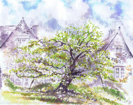 Old Mulberry Tree, Kelmscott