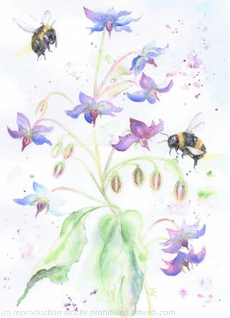 Bees and Borage