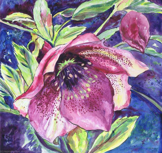 Hellebore