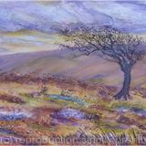 Old Tree on Exmoor