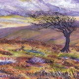 Old Tree on Exmoor