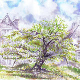 Old Mulberry Tree, Kelmscott