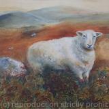 Moorland Sheep in the Bracken