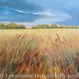 Dark Sky over Oxfordshire Field