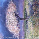 Cherry Tree in Spring