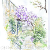 Wisteria at Gaunt's Mill