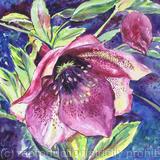 Hellebore