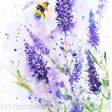 Bee on Lavender