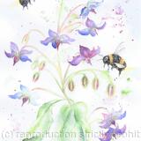Bees and Borage