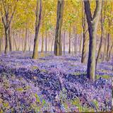 Bluebells at Badbury 