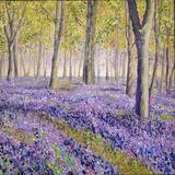 Bluebells at Badbury