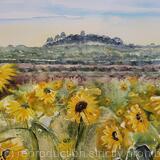 Folly Hill from a Sunflower Field 