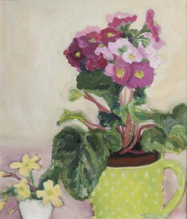 Pink Primula, Primula