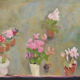 Cyclamen, primulas and hyacinths