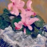 Cyclamen, wrapped