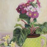 Pink Primula, Primula