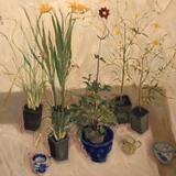 Marchants Hardy Plants 1