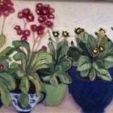 Auricula , Blue Bowls 1