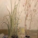 Marchants Hardy  Plants2