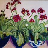 Auricula, Blue Bowls 2