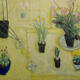 Yellow, Hellebores 