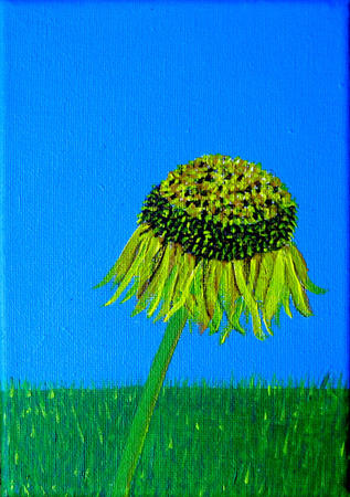 Burton Agnes Sunflower